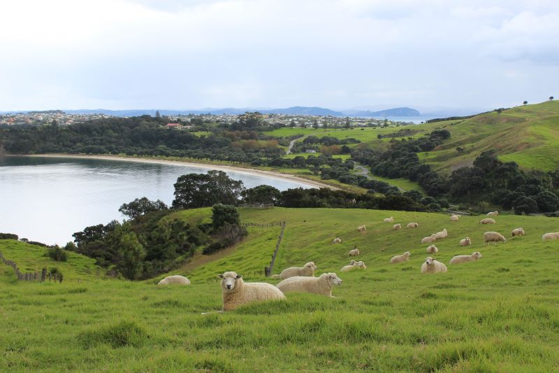 Les moutons de Nouvelle-Zélande