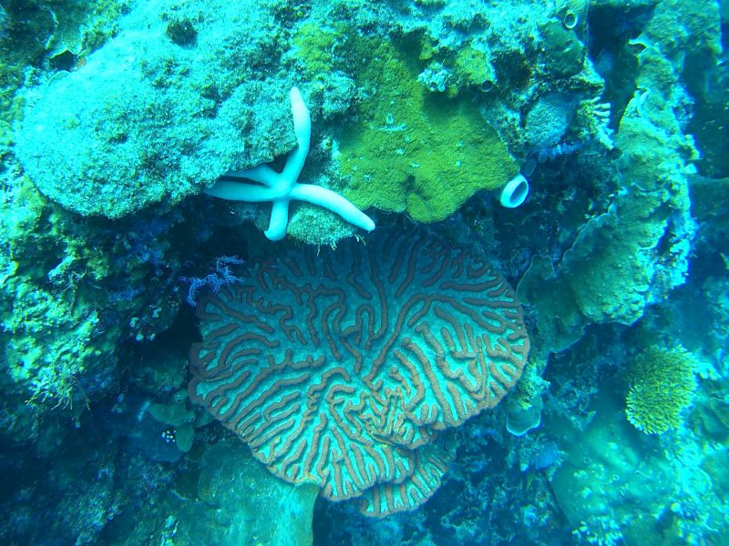 Le cerveau des coraux