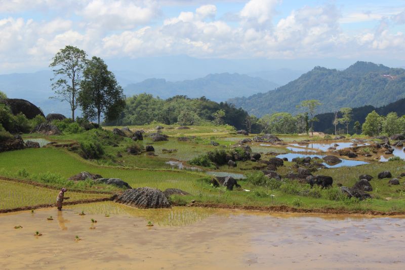 Pays Toraja vue en terrasse