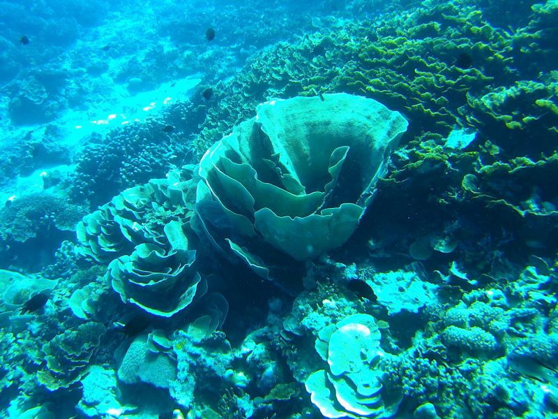 Corail en forme de chou