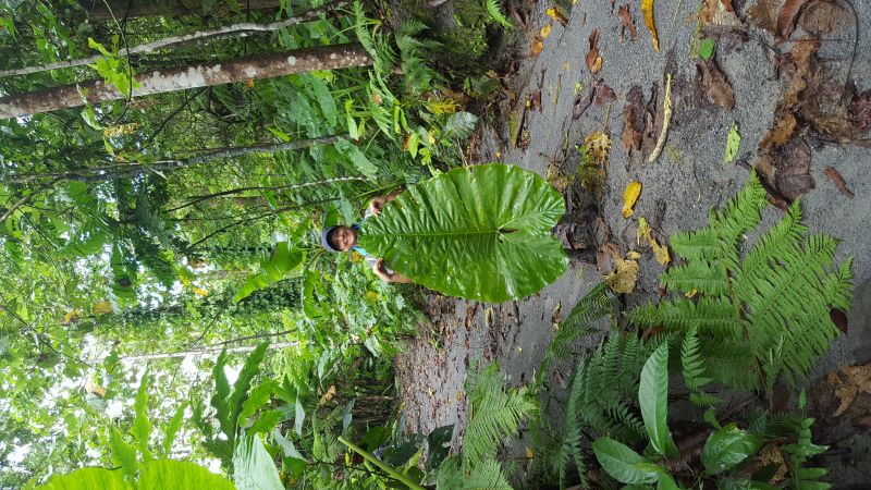 La jungle d'Una-Una et ses gigantesques feuilles