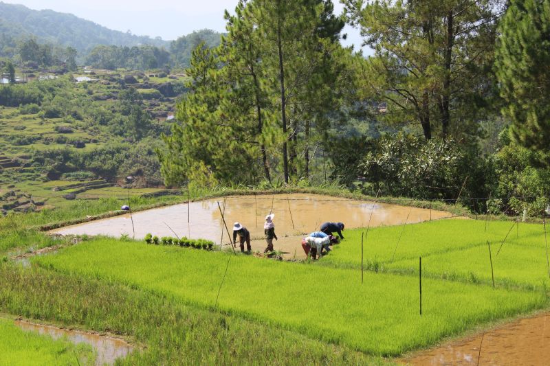 Travailleurs dans les rizières Toraja