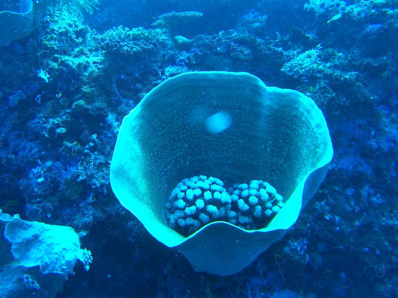 Bouquet de coraux marins