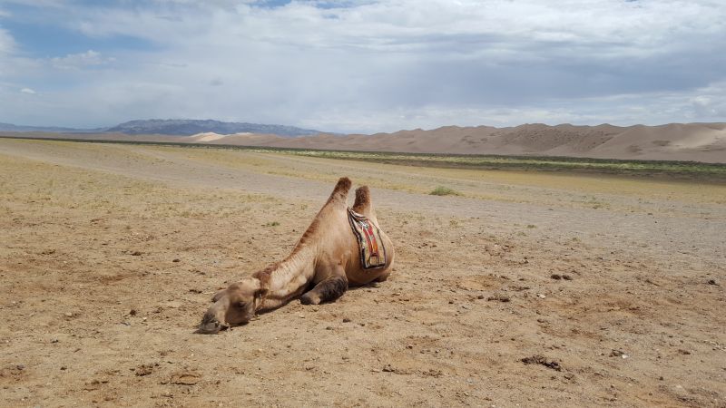 Un chameau très fatigué