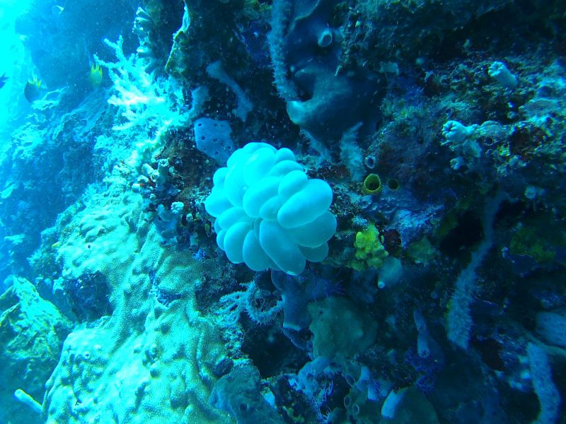 Magnifique corail